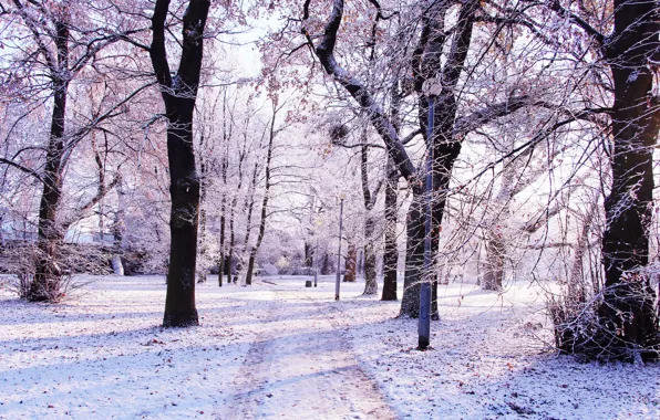 White, forest, road, park, winter