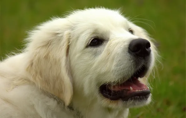 Picture face, dog, Golden Retriever, Golden Retriever