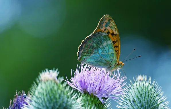 Macro, wings, Butterfly, beautiful, flowering, closeup, milk Thistle