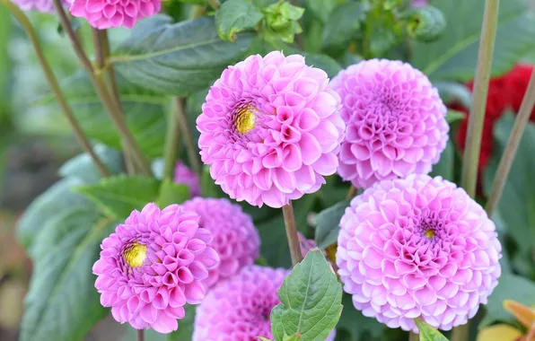 Picture pink, branch, petals, flowering, Dahlia, flowers.buds