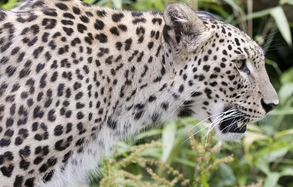 Cat, predator, leopard, Persian