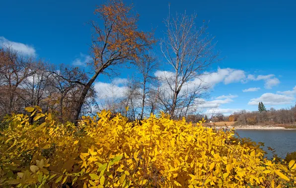 Autumn, the sky, leaves, trees, landscape, river, the bushes