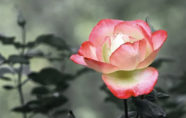 Flowers, nature, roses