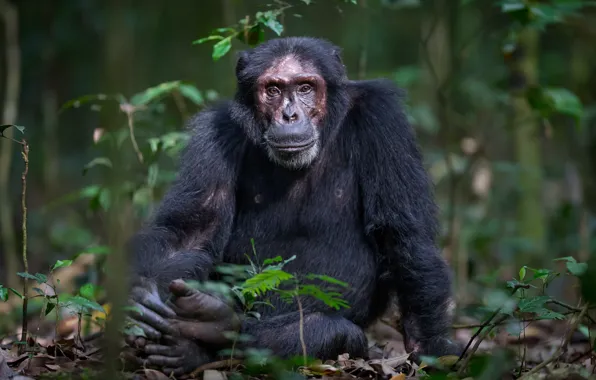 Nature, monkey, Chimpanzee