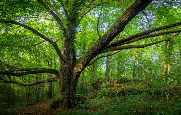Picture greens, forest, summer, grass, trees, Germany, Bayern