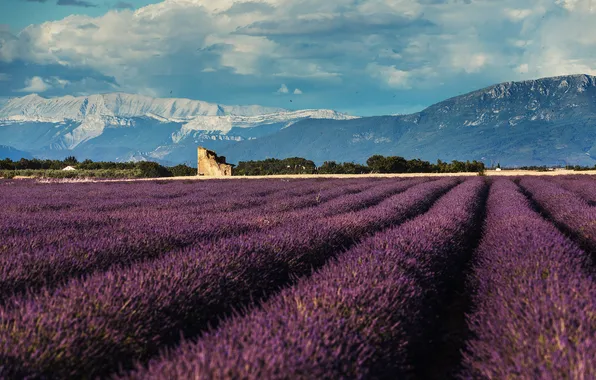 Flowers, mountains, ruins, the ranks, lavender, plantation, lavender field