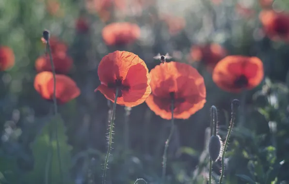 Summer, bee, Maki, meadow, bokeh