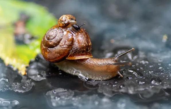 Macro, snail, sink, antennae, Oksana Makarova