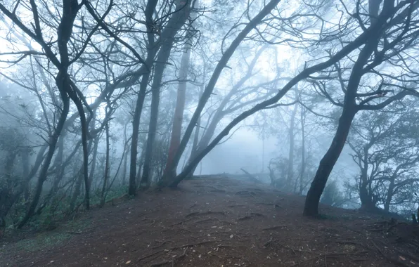 Forest, trees, nature, fog, India, India, Tamil Nadu, Dmitry Rukhlenko