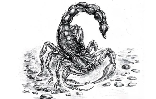 Stones, white background, Scorpio, pebbles, pencil drawing