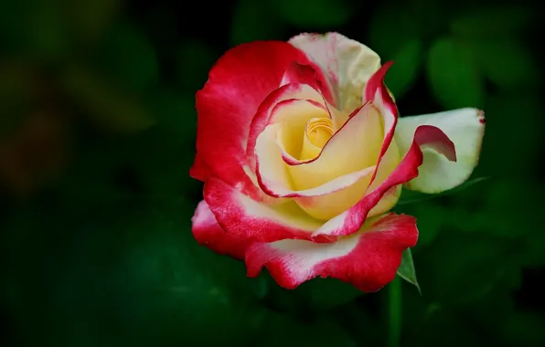 Picture rose, petals, Bud