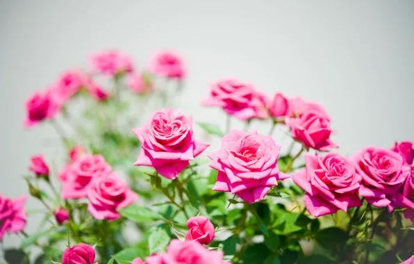 Nature, Bush, roses, petals, garden