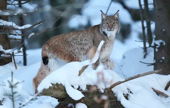 Winter, forest, look, snow, lynx, wild cat