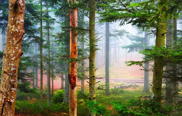 Picture forest, fog, France, pine, Vosges