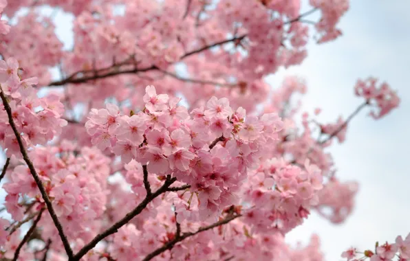 Picture trees, spring, flowering