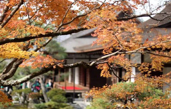 Autumn, house, Japan, maple