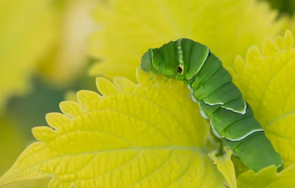 Leaves, nature, Caterpillar