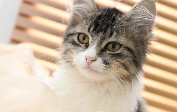 Cat, fluffy, sleeping, Affectionate