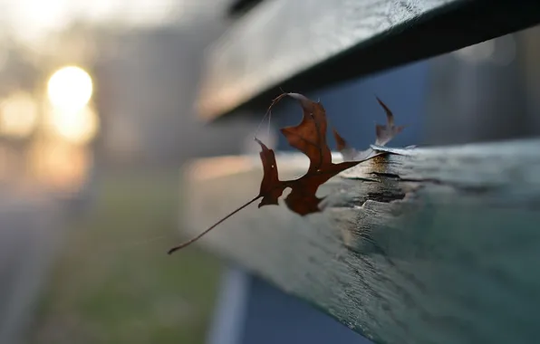 Leaves, macro, background