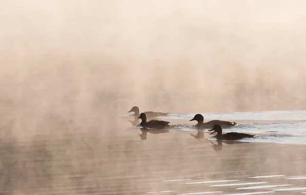Nature, fog, lake, duck, morning