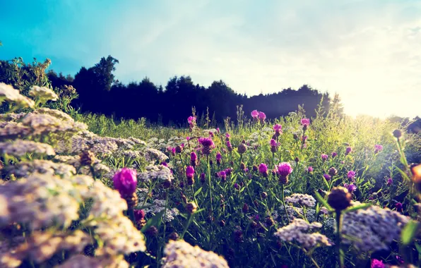 Picture summer, flowers, nature, meadow, nature