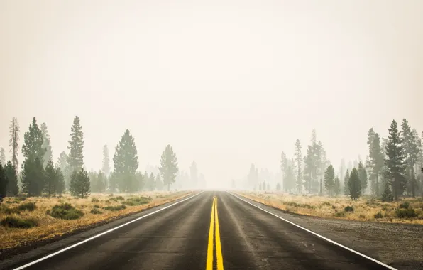 Road, autumn, fog