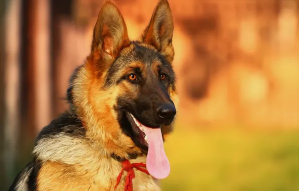 Picture language, background, each, German shepherd