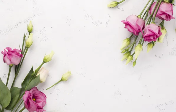 Picture flowers, pink, white, eustoma