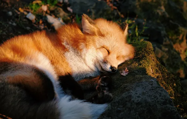 Forest, dream, stone, moss, sleep, Fox, sleeping, Fox