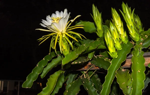 Flower, cactus, black background