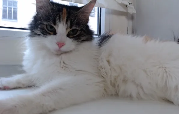 Cat, kitty, animal, cat