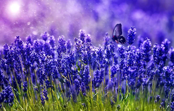 Picture greens, butterfly, color, lavender
