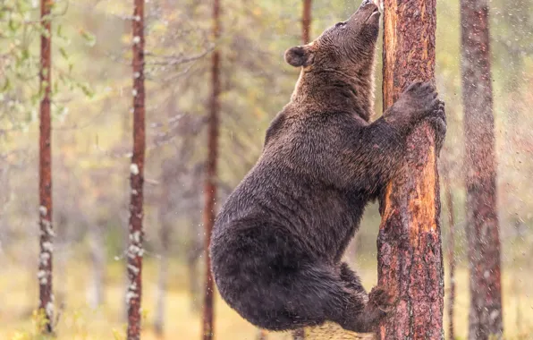 Picture forest, look, trees, nature, pose, rain, paws, bear