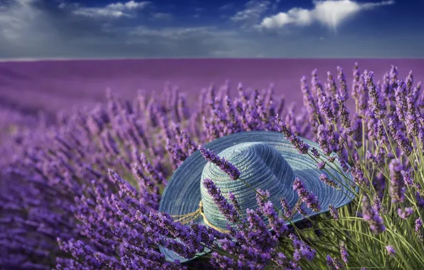 Picture summer, hat, lavender