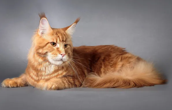 Picture Cat, Cat, Maine Coon