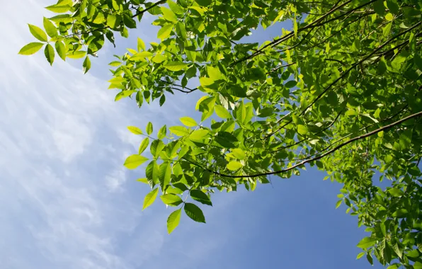 Greens, summer, the sky, leaves, trees