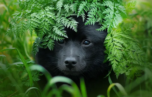 Picture dog, animal, Anna Oris, nature, Schipperke, dog, face, leaves