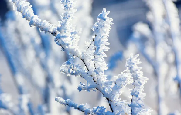 Picture winter, frost, snow, trees, nature, branch, frost