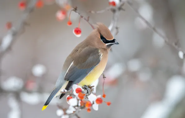 Winter, snow, branches, red, berries, background, bird, fruit