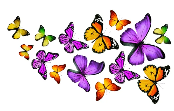 Butterfly, colorful, colorful, butterflies