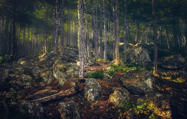 Forest, trees, stones, treatment, Russia, Crimea, Alupka, Alupka