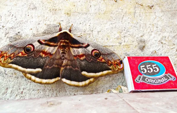 Butterfly, Crimea, peacock, Emperor moth, Saturnia pear, moth, Saturnia pyri