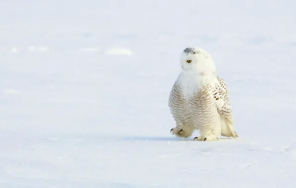 Picture winter, snow, owl, bird, polar