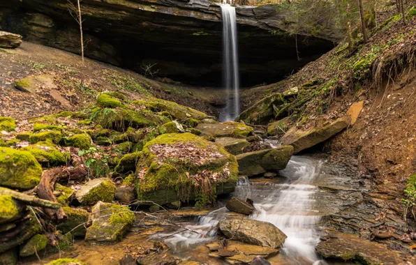 Picture forest, leaves, trees, stream, stones, waterfall, moss, USA