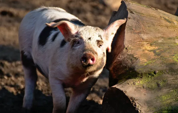 Look, face, light, stump, pig, log, pig, spotted