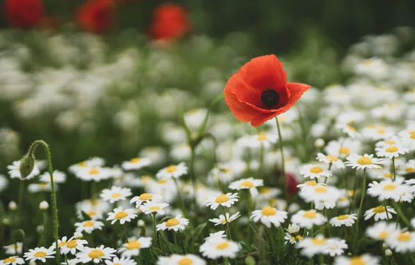 Summer, flowers, glade, Mac, Maki, chamomile, red, white