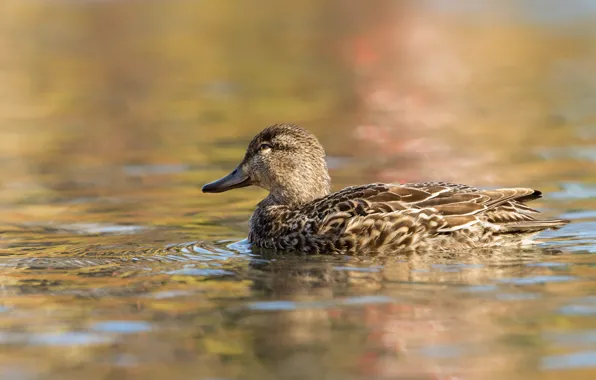Picture look, water, grey, bird, duck, ruffle, profile, duck