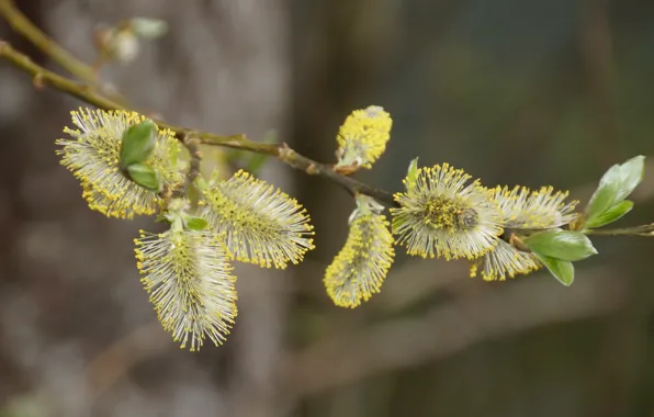 Nature, pollen, branch, spring, flowering, Verba, IVA, young leaves