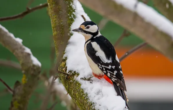 Winter, look, birds, woodpecker