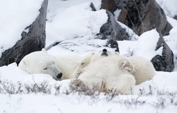 Winter, snow, branches, stones, stay, sleep, the snow, bears